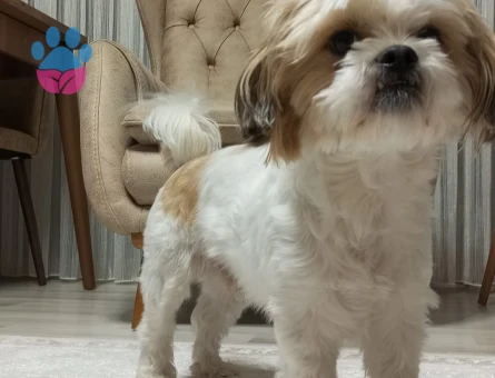 2 yaşındaki Malshi cinsindeki oğlum Coco için eş arıyoruz.