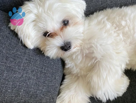 MALTESE KÖPEK DİŞİ ARIYORUZ