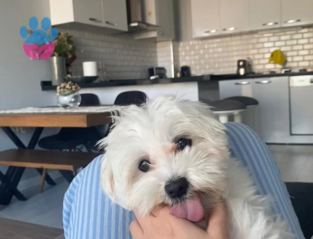 MALTESE KÖPEK DİŞİ ARIYORUZ
