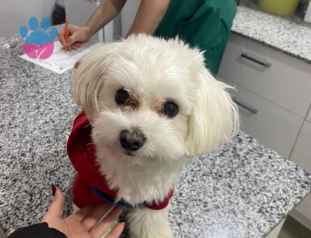 MALTESE KÖPEK DİŞİ ARIYORUZ