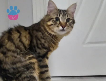 Tekir kendime eş arıyorum