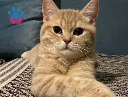 1 Yaşında Erkek British Shorthair Kedime Eş Aranıyor