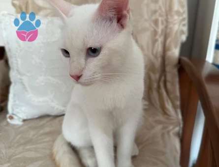 Siyam-Scotish kırması kedimize eş arıyoruz. (10 Aylık)