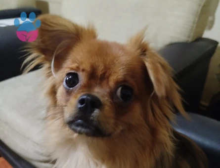 Oğluma eş arıyorum