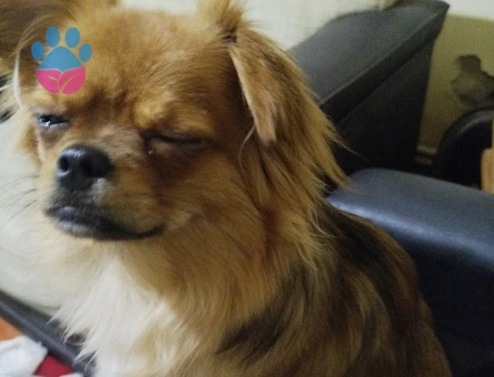 Oğluma eş arıyorum