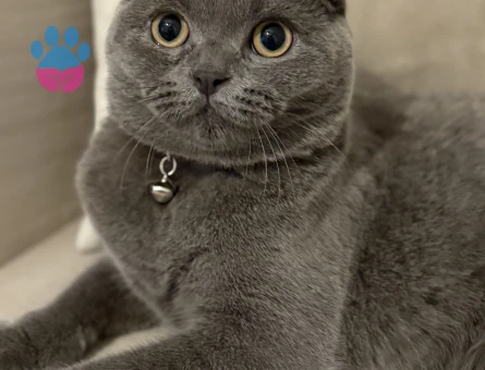 Scottish Fold Kızıma Eş Arıyorum