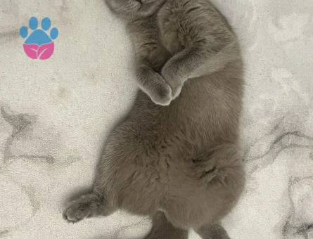 Scottish Fold cins kızıma eş arıyoruz