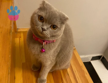Scottish Fold cins kızıma eş arıyoruz