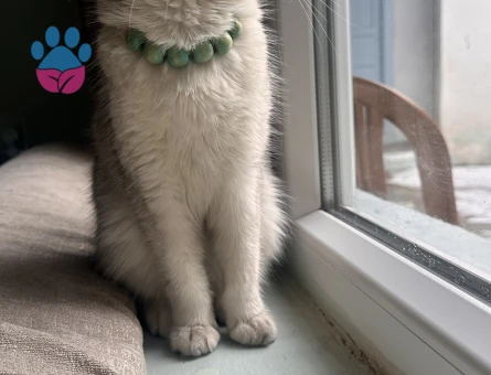 British Shorthair 2 Yaşında Kedime Eş Arıyorum
