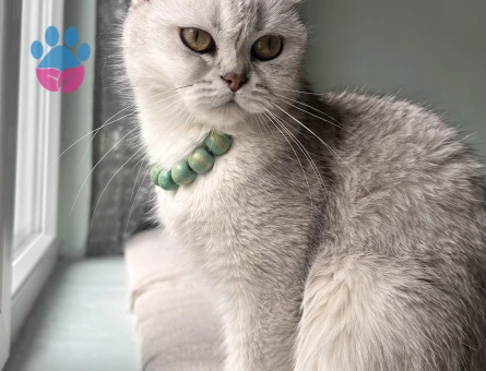 British Shorthair 2 Yaşında Kedime Eş Arıyorum