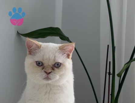 British shorthair 1,5 Yaşında Eş Arıyorum
