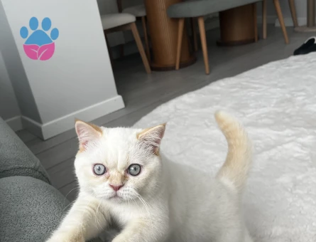 British shorthair 1,5 Yaşında Eş Arıyorum