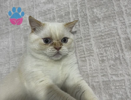 British shorthair 1,5 Yaşında Eş Arıyorum