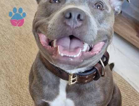 A secereli Oğluma eş arıyorum