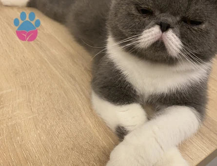 İran Kedisi Oğluma Eş Arıyorum