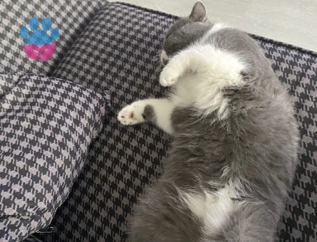 İran Kedisi Oğluma Eş Arıyorum