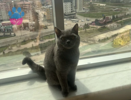 British shorthair erkek