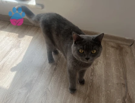 British shorthair erkek