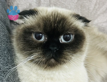 Scotish Fold  dişi kedime eş arıyorum