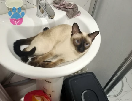 Siyam 3 Yaşında Kızım Eş Arıyor