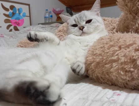 British Shorthair Kızıma eş arıyorum