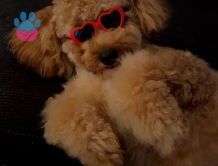 Toy Poodle Odin Eş Arıyor