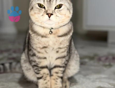 1 yaşında oğlumuza gelin adayi ariyoruz