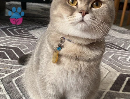 British Shorthair 1 Yaşında Eş Arıyor