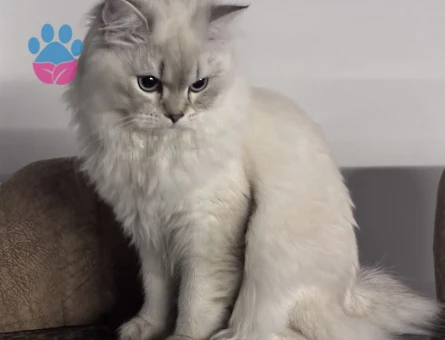 British Longhair 1 Yaşında Eş Arıyor