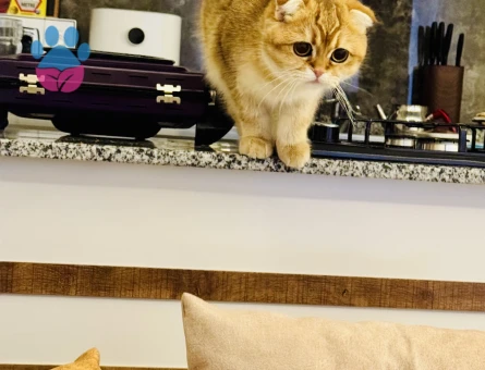 Scottish Fold Kedime British Golden Arıyorum