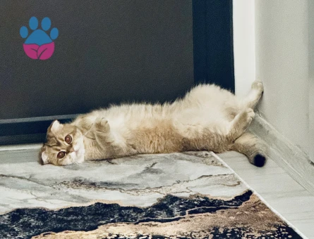 Scottish Fold Kedime British Golden Arıyorum