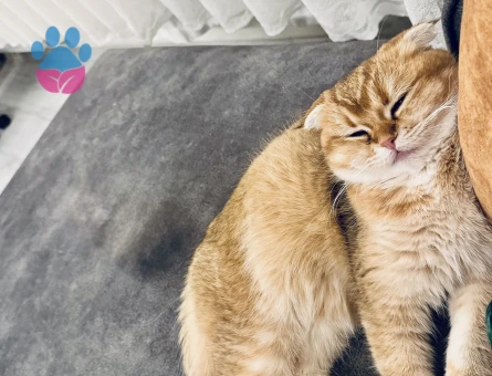 Scottish Fold Kedime British Golden Arıyorum