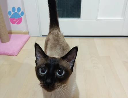 Siyam Dişi Kedime Eş Arıyorum