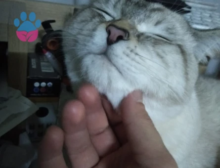 Ragdoll Cinsi Oğlum İçin Eş Arıyorum