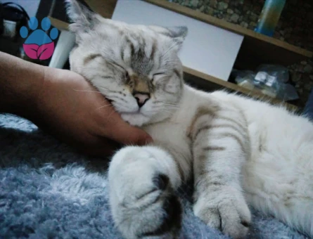 Ragdoll Cinsi Oğlum İçin Eş Arıyorum