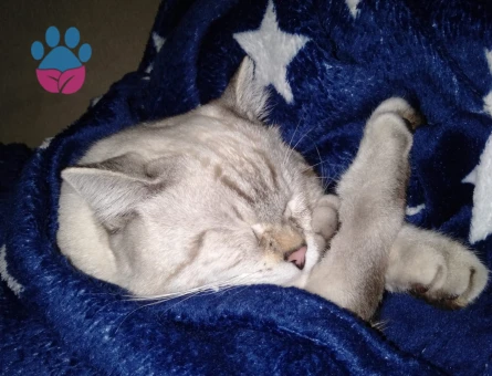 Ragdoll Cinsi Oğlum İçin Eş Arıyorum