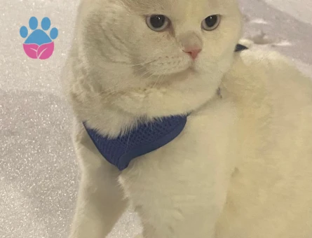 British Shorthair 1,5 Yaşında Eş Arıyor