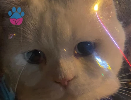 British Shorthair 1,5 Yaşında Eş Arıyor