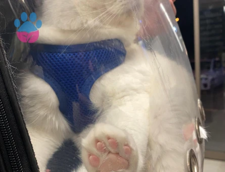 British Shorthair 1,5 Yaşında Eş Arıyor