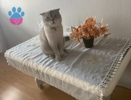 16 Aylık Scottish Kedimiz İçin Eş