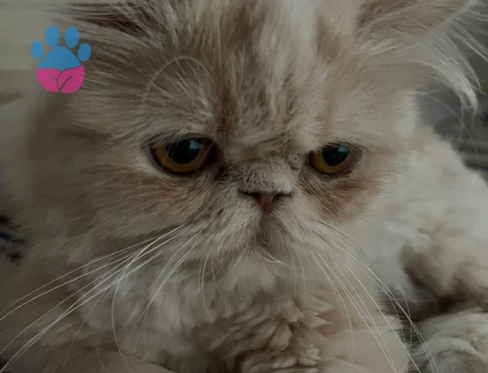 İran Kedisi Kızımıza erkek es arıyoruz