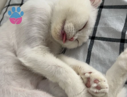 Scottish Fold 1 Yaşında Dişi Kızgınlıkta