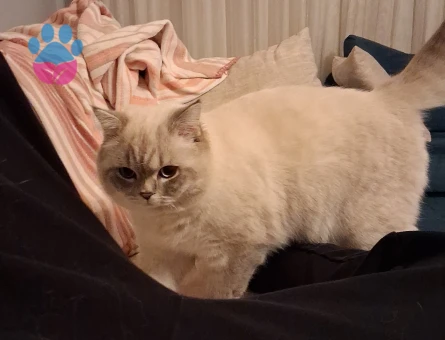 British Shorthair 1 Yaşında Kedim Eş Arıyor