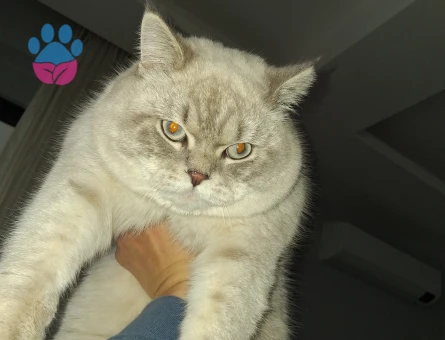 British Shorthair 1 Yaşında Kedim Eş Arıyor