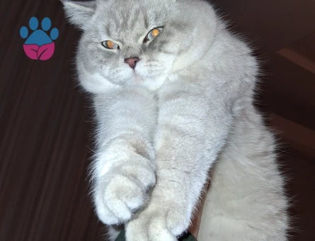 British Shorthair 1 Yaşında Kedim Eş Arıyor