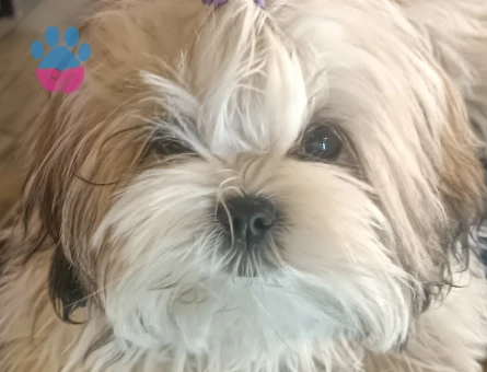 Shih Tzu Aura Eş Arıyor