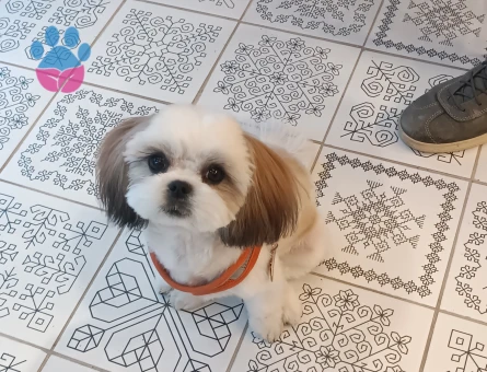 Shih Tzu Aura Eş Arıyor