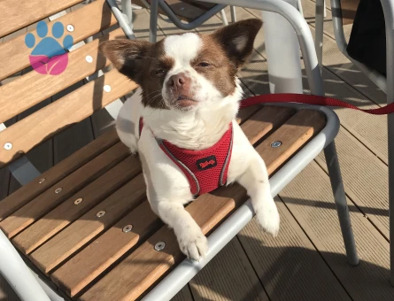 Chihuahua 3 Yaşında Köpeğim Eş Arıyor