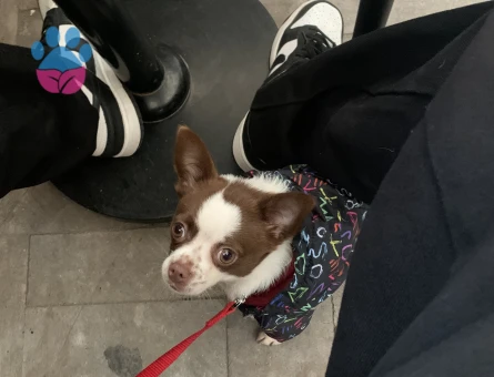 Chihuahua 3 Yaşında Köpeğim Eş Arıyor