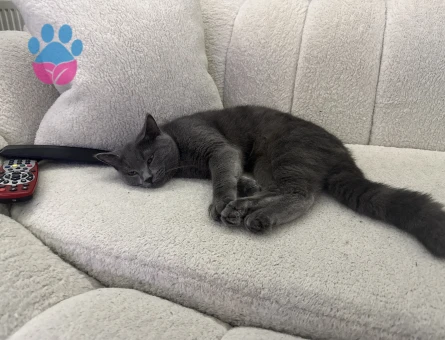 British shorhair 8 aylık Eş Arıyor